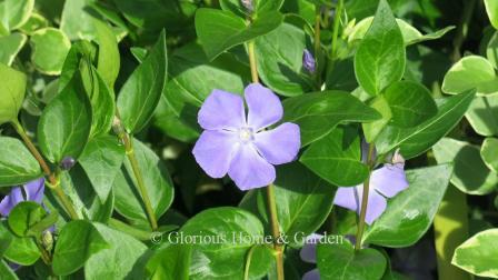 Vinca major