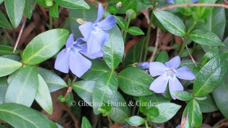 Vinca minor, common periwinkle, is a good evergreen ground cover for shady areas, Vinca minor has bluish-purple flowers.