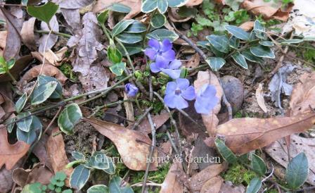 Vinca minor 'Ralph Shugert' is a trailing evergreen vine with variegated leaves of green and white edges, and blue flowers.