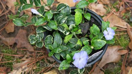 Vinca minor 'Ralph Shugert'