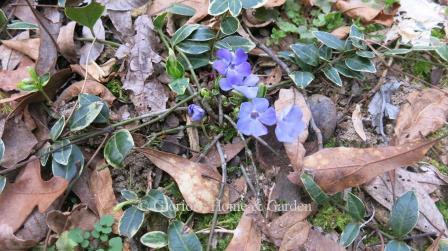 Vinca minor 'Ralph Shugert' is a variety of common periwinkle with variegated green and cream leaves.