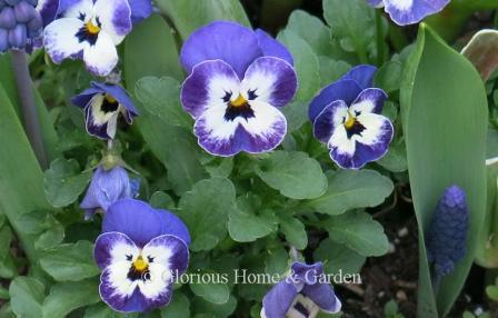 Viola cornuta Sorbet 'Delft Blue' is a beautiful combination of blue and white.