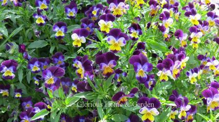 Viola tricolor is one of the species from which today's pansies and violas are derived.  It is a classic combination of blue, yellow and white.