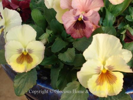 Viola x wittrockiana 'Imperial Antique Shades'is available in soft pastel shades of white, cream, yellow, peach, rose and burgundy.