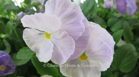 Viola x wittrockiana Spring Matrix 'Lavender Shades'