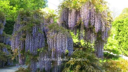 Wisteria floribunda, Japanese wisteria