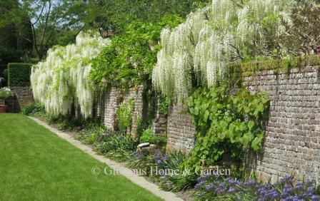 Wisteria floribunda 'Alba'