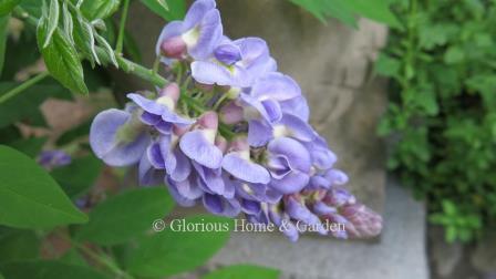 Wisteria frutescens, American wisteria