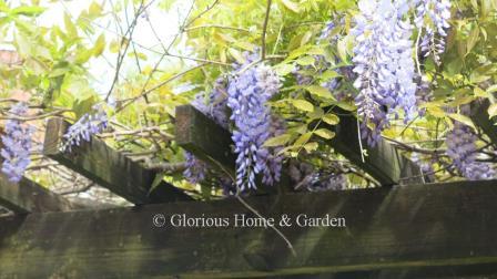 Wisteria sinensis, Chinese wisteria