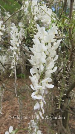 Wisteria sinensis 'Jako'