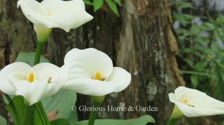 Zantedeschia aethiopica
