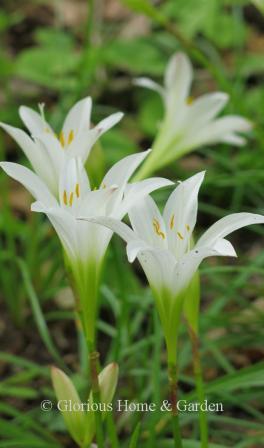 Zephyranthes atamasco