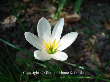 Zephyranthes candida, the white rain lily, blooms repeatedly in late summer into fall especially after a good rain.