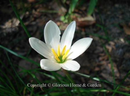 Zephyranthes candida